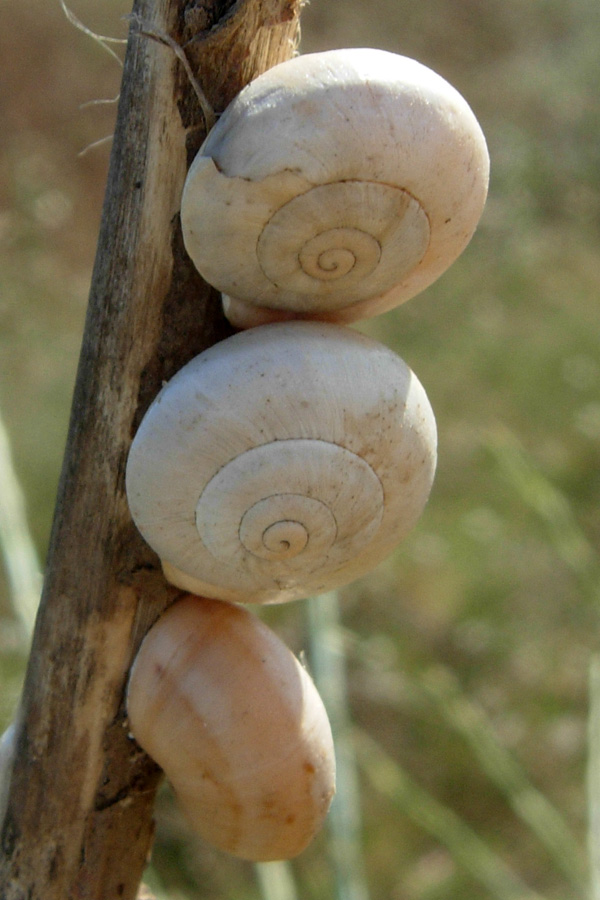 Da Creta: Theba pisana ?